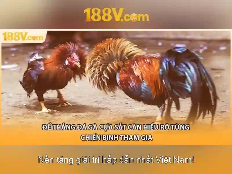 Giao diện sảnh cược đá gà trực tuyến 188v với hình ảnh sắc nét